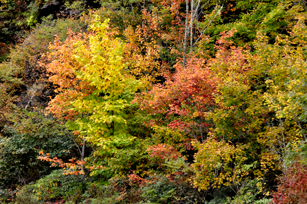 fall colors on The Blue Ridge Parkway